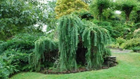 Weeping Larch pendula (Larix decidua)