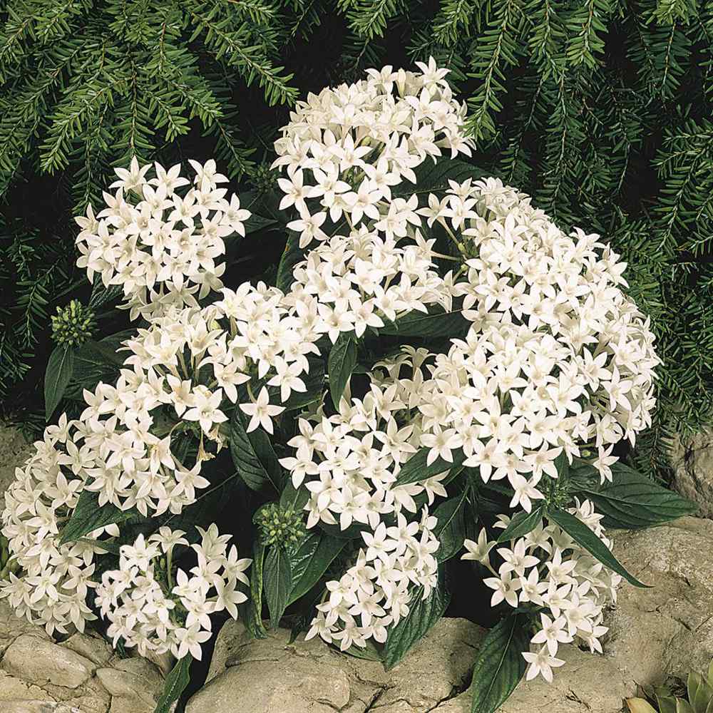 Pentas White (Pentas lanceolata)