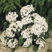 Pentas White (Pentas lanceolata)