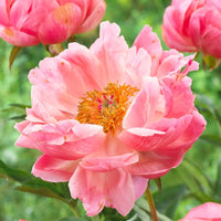 Peony Coral Charm (Paeonia lactiflora)