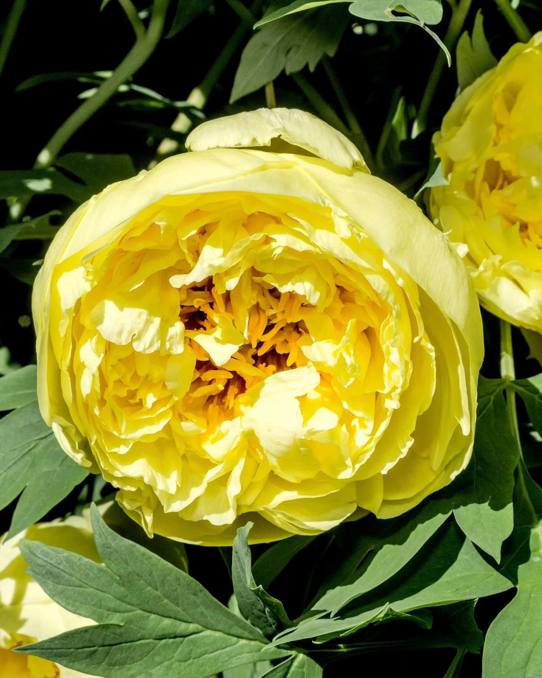 Itoh Peony Yellow Crown (Paeonia) - Ladybird Nursery