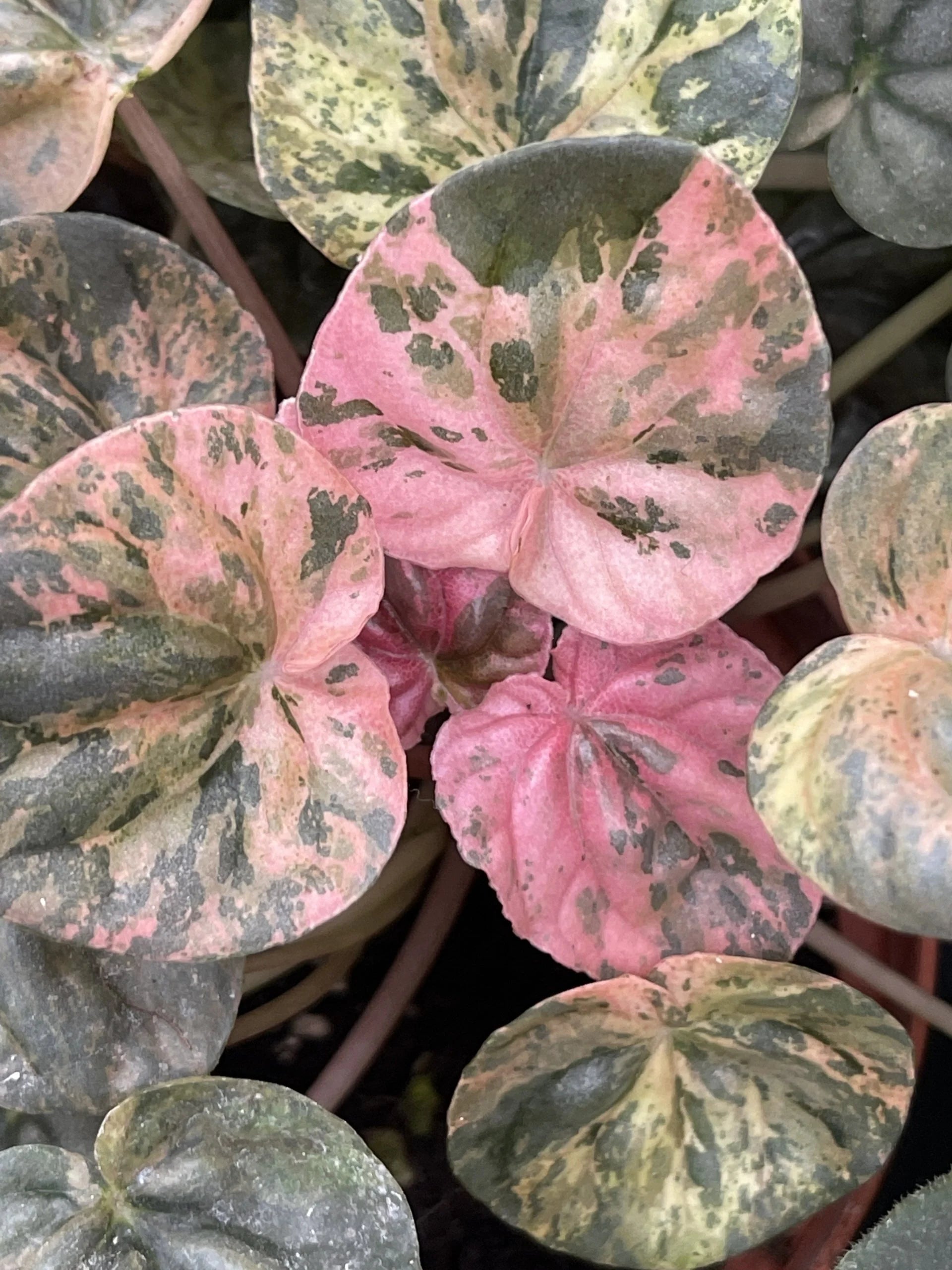 Peperomia Pink Lady Ripple (Peperomia caperata)