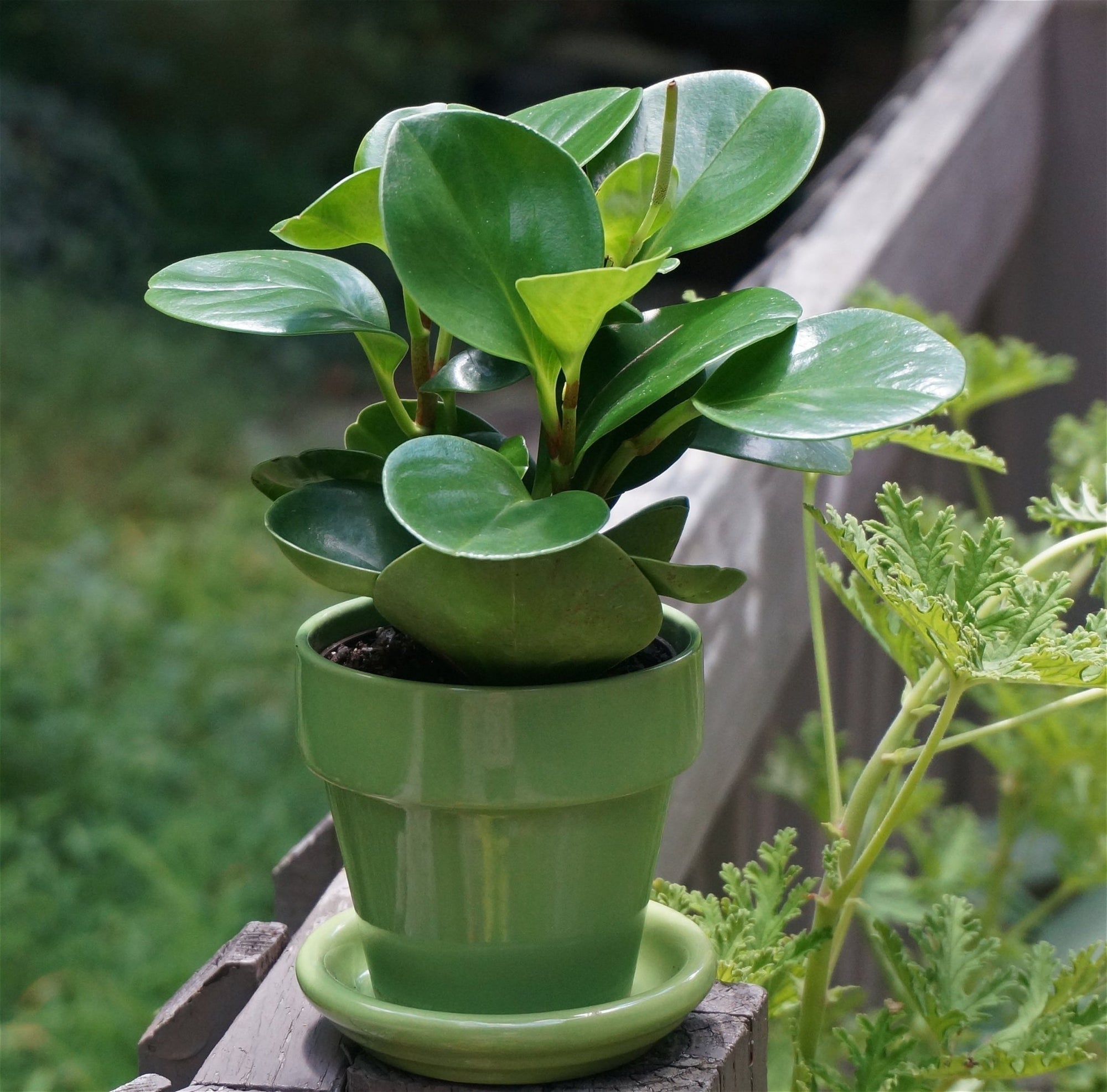Baby Rubber Plant (Peperomia obtusifolia) - Ladybird Nursery