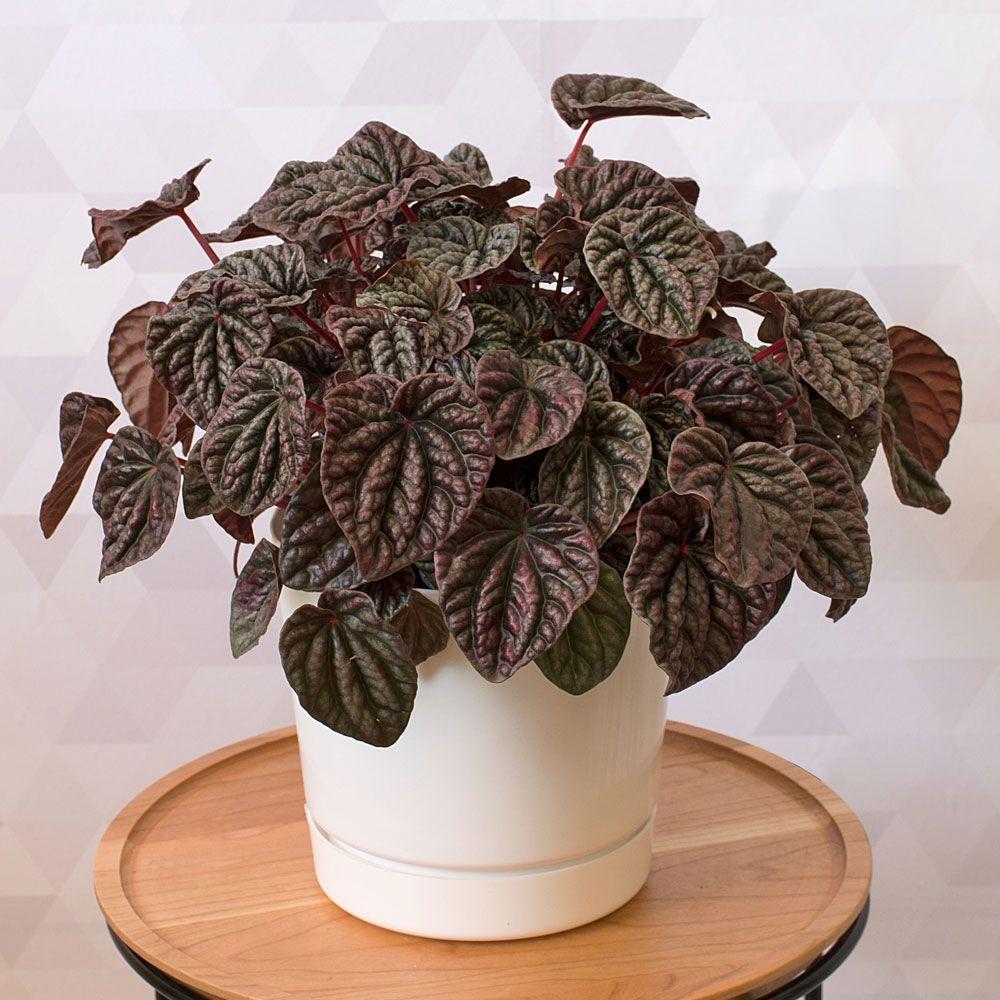 Peperomia Ripple (Peperomia caperata)