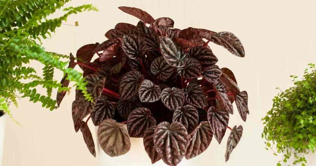 Peperomia Ripple (Peperomia caperata) - Ladybird Nursery