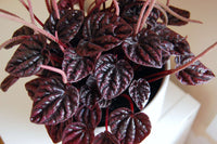 Peperomia Red Ripple (Peperomia caperata) - Ladybird Nursery
