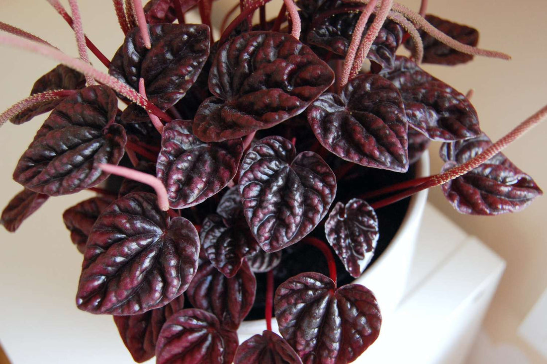 Peperomia Ripple (Peperomia caperata) - Ladybird Nursery