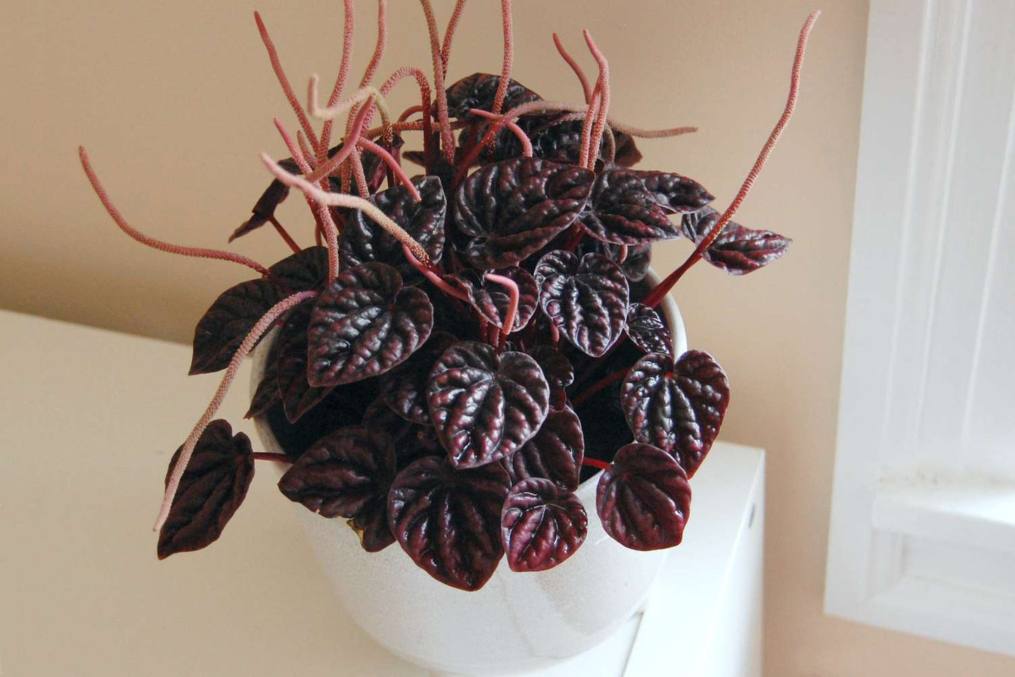 Peperomia Red Ripple (Peperomia caperata)