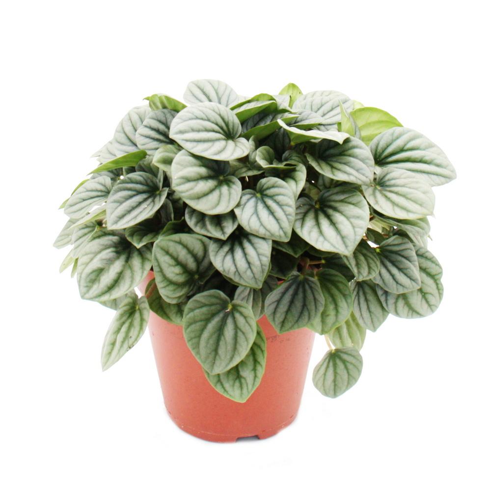 Peperomia Moonlight Ripple (Peperomia caperata) - Ladybird Nursery