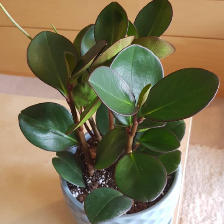 Peperomia Red Edge (Peperomia clusiifolia) - Ladybird Nursery