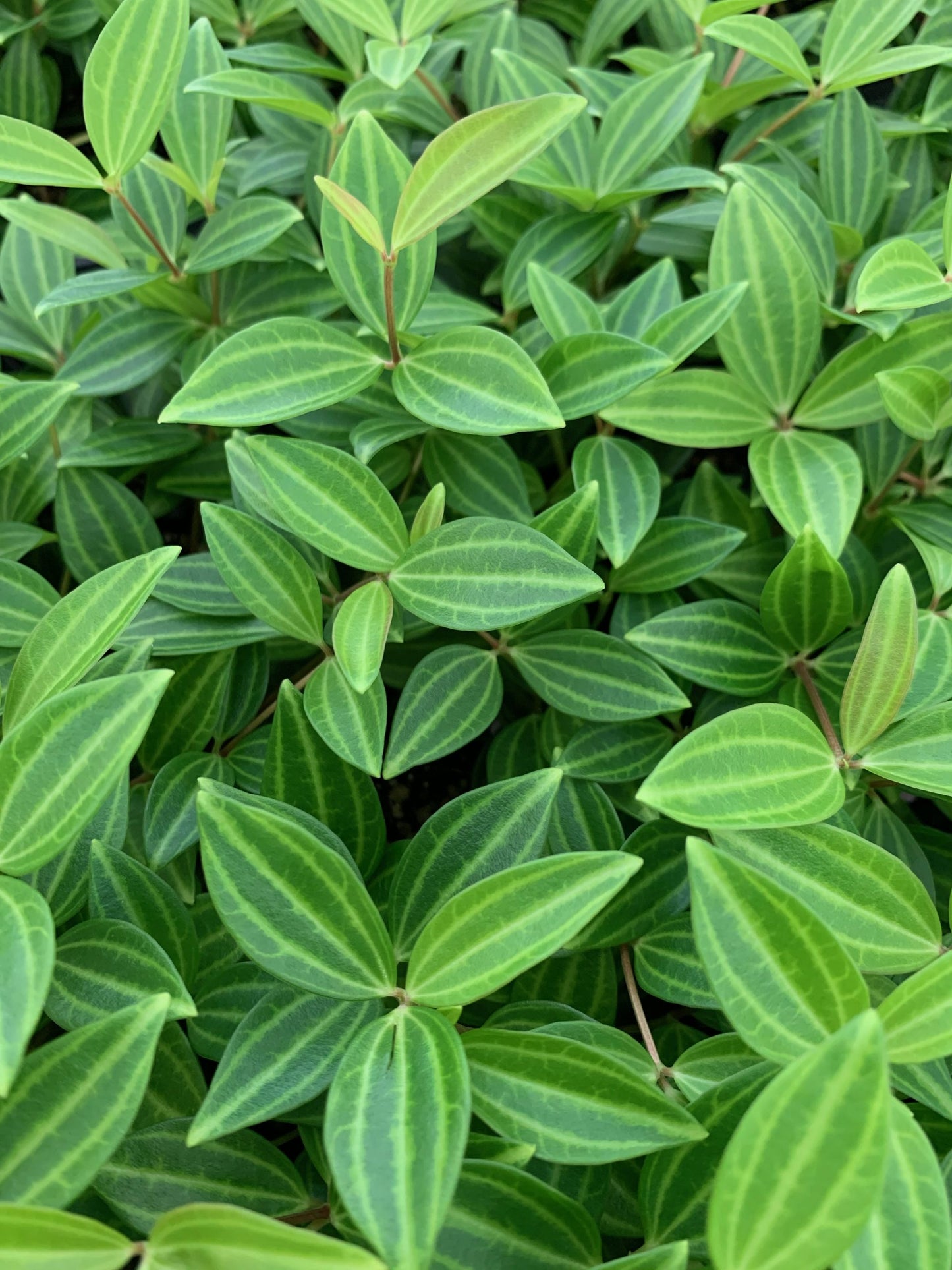 Peperomia Diamond (Peperomia angulata)