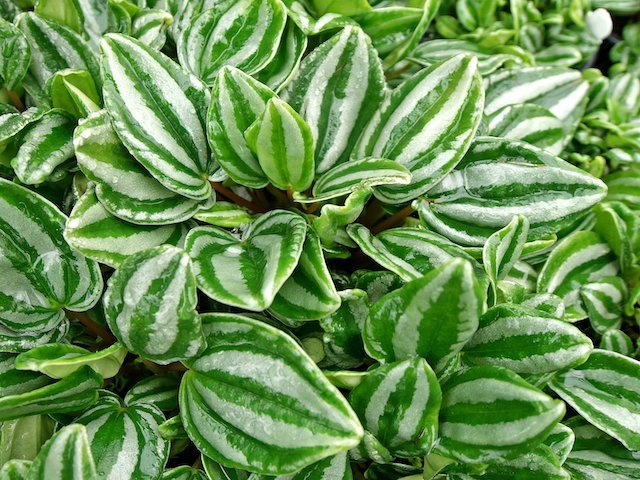 Peperomia Dwarf Watermelon (Peperomia verschaffeltii) - Ladybird Nursery