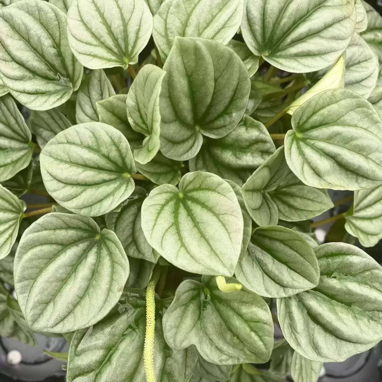 Peperomia Moonlight Ripple (Peperomia caperata)