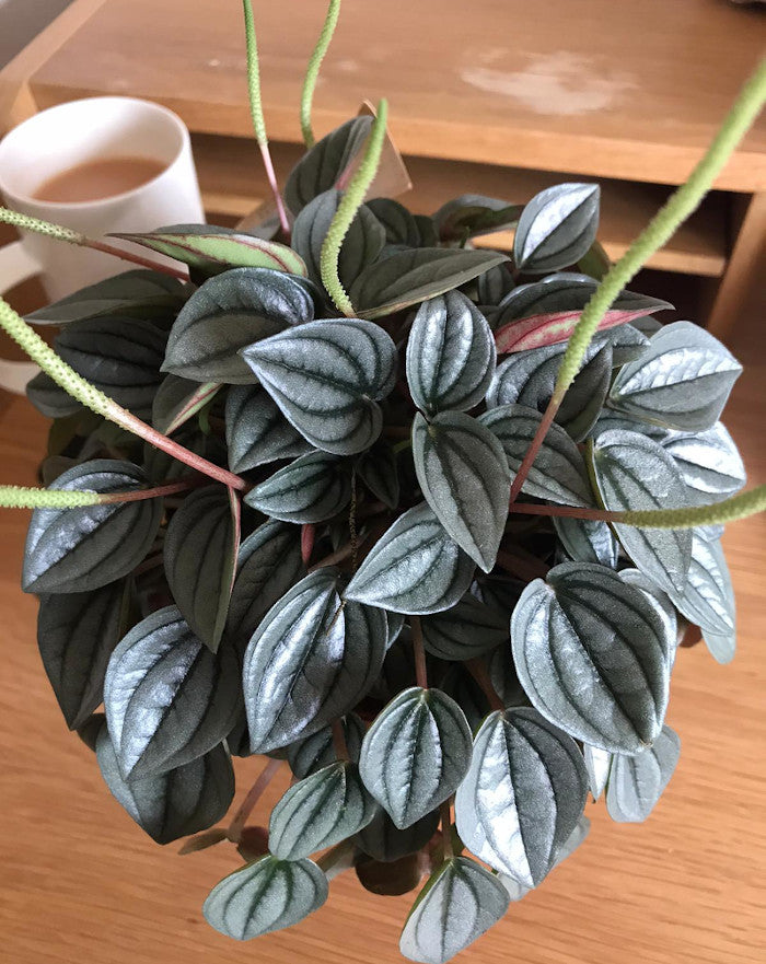 Peperomia Napoli Nights (Peperomia)