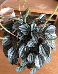 Peperomia Napoli Nights (Peperomia) - Ladybird Nursery
