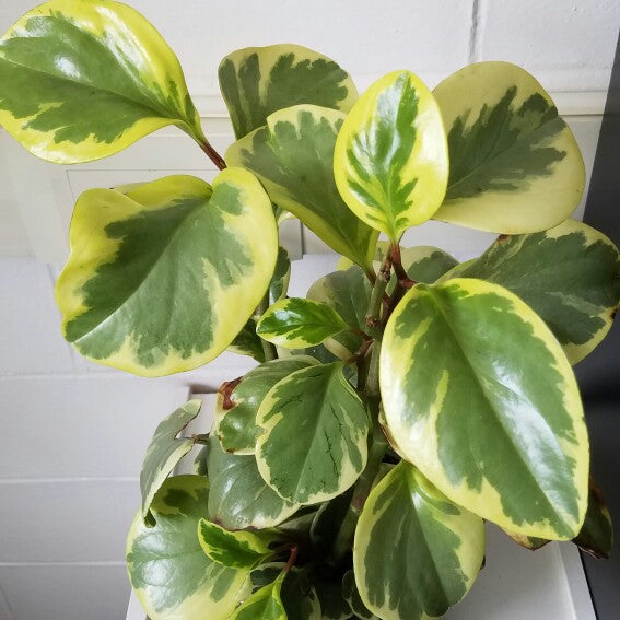 Peperomia Magnoliifolia Green and Gold (Peperomia)