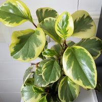 Peperomia Magnoliifolia Green and Gold (Peperomia)