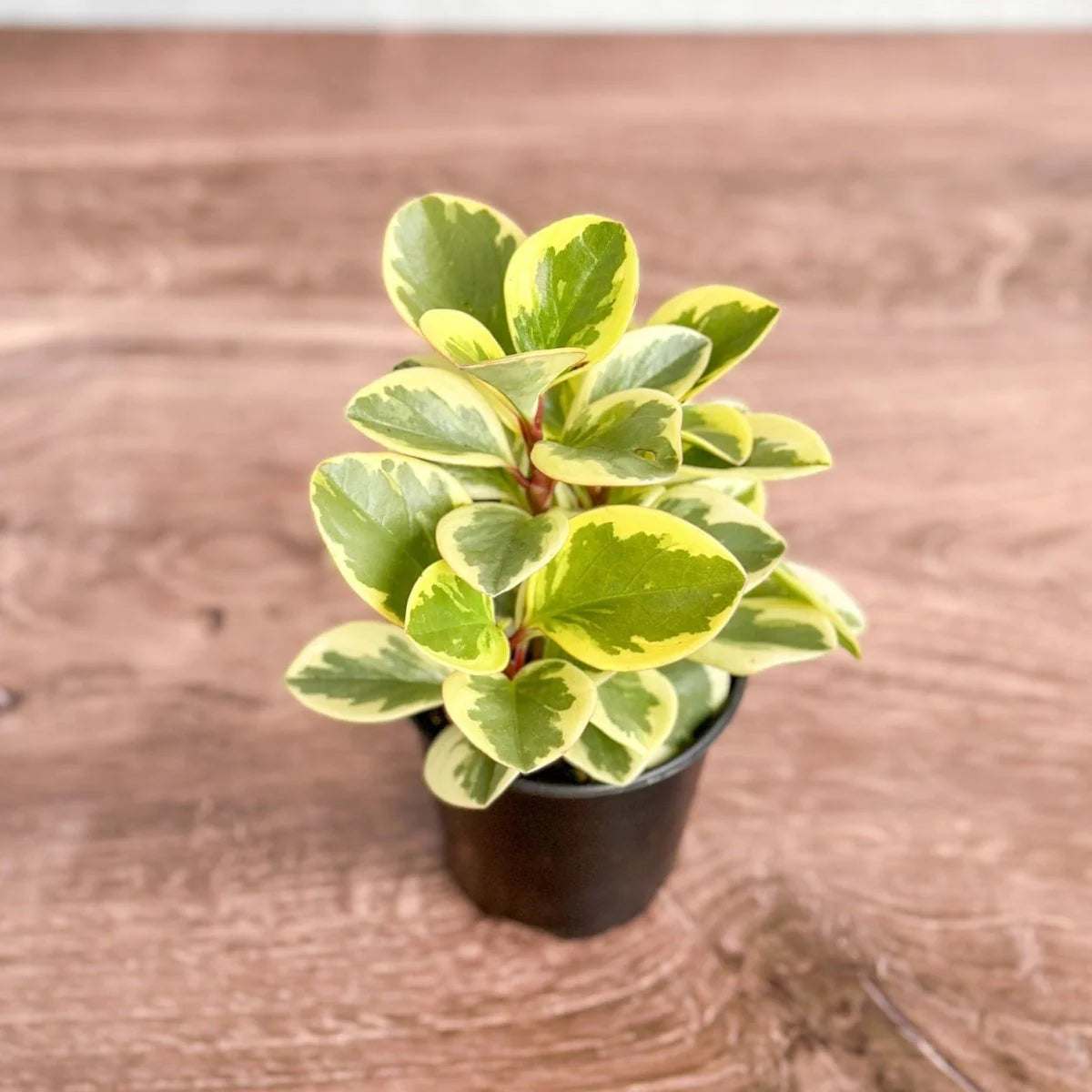 Baby Rubber Plant Variegated (Peperomia obtusifolia)