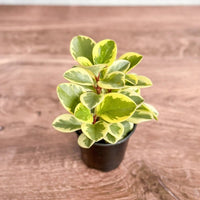 Baby Rubber Plant Variegated (Peperomia obtusifolia) - Ladybird Nursery