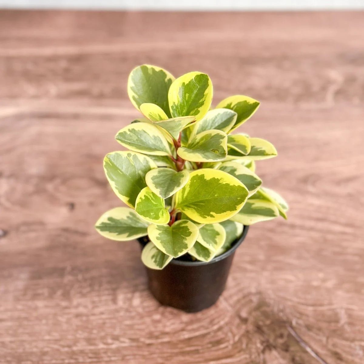 Baby Rubber Plant Variegated (Peperomia obtusifolia) - Ladybird Nursery