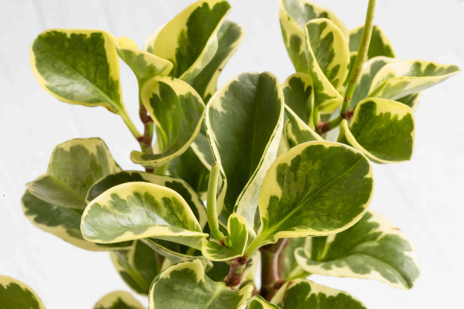Peperomia Variegated (Peperomia spp.)