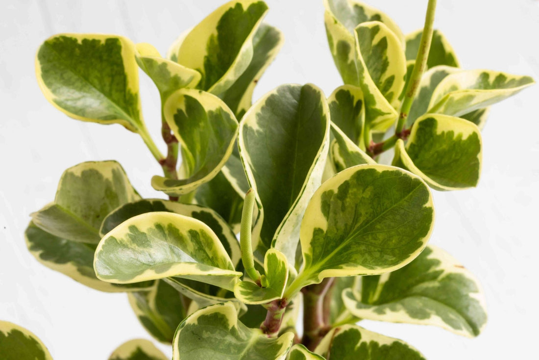 Peperomia Magnoliifolia Green and Gold (Peperomia) - Ladybird Nursery
