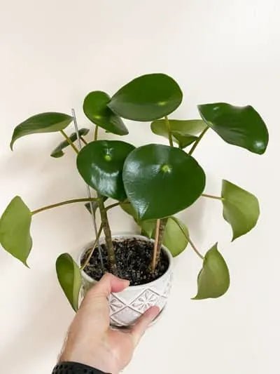 Peperomia Coin Leaf (Peperomia polybotrya) - Ladybird Nursery