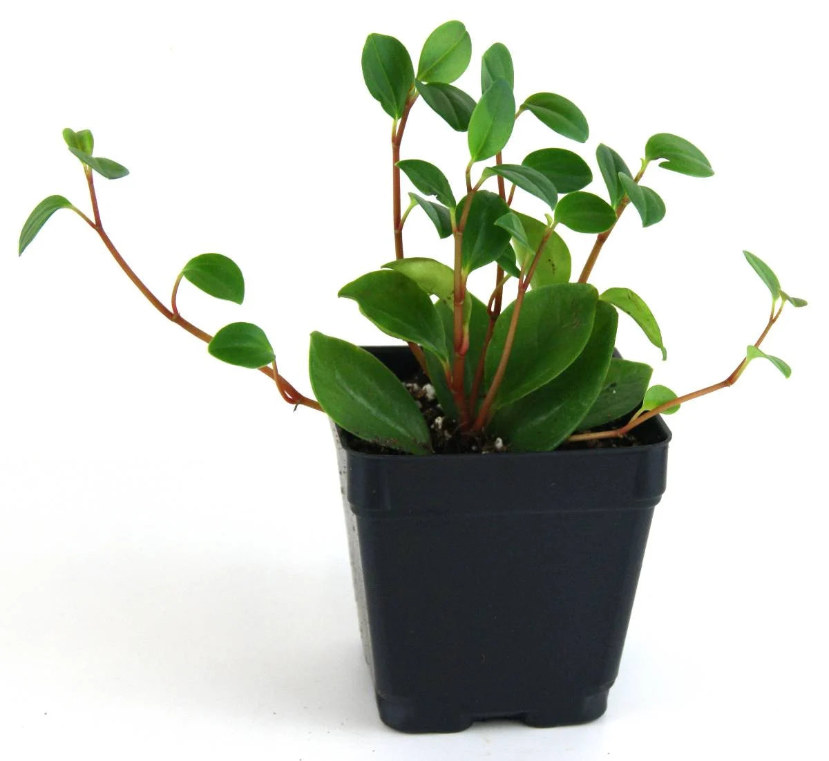 Peperomia Red Stem (Peperomia glabella)