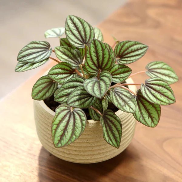 Peperomia Piccolo Banda (Peperomia) - Ladybird Nursery