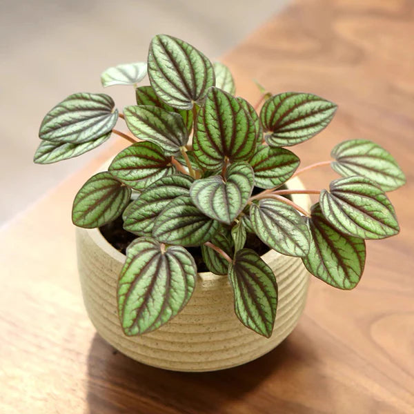 Peperomia Piccolo Banda (Peperomia)