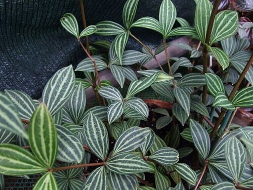 Peperomia Parallel (Peperomia puteolata)
