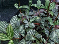Peperomia Parallel (Peperomia puteolata)