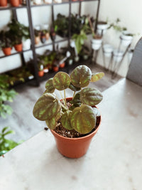 Peperomia Peppermill (Peperomia) - Ladybird Nursery