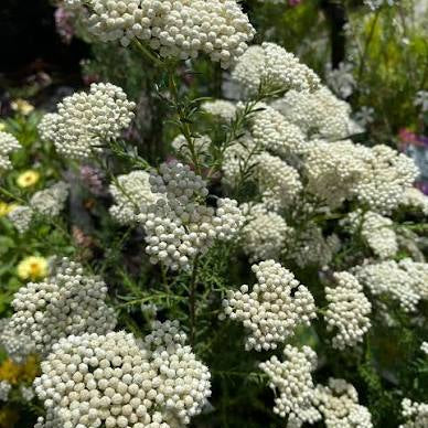 Rice Flower 'Petite' (Ozothamnus)