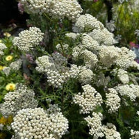 Rice Flower 'Petite' (Ozothamnus)