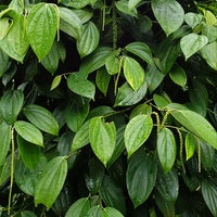 Pepper vine