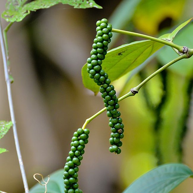 Pepper vine (Black Pepper Spice) - Ladybird Nursery