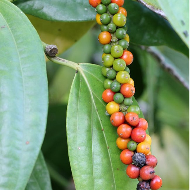 Pepper vine (Black Pepper Spice) - Ladybird Nursery