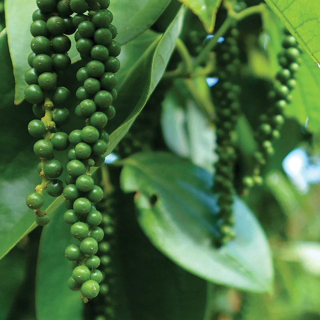 Pepper vine (Black Pepper Spice) - Ladybird Nursery