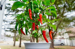Pepper Long Sweet Red