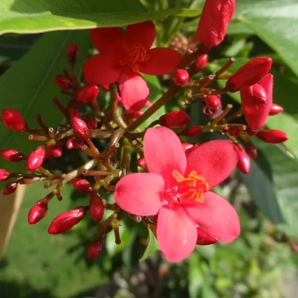 Peregrina (Jatropha integerrima) - Ladybird Nursery