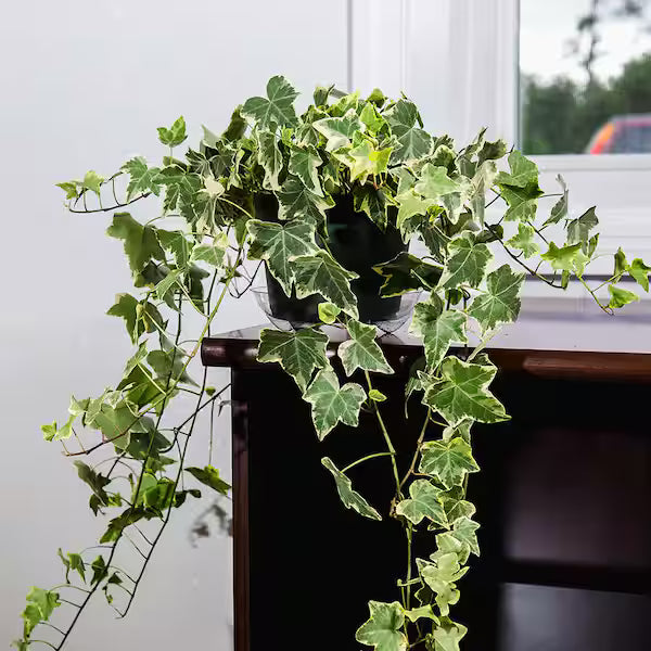 English Ivy Variegata (Hedera helix)