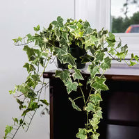 English Ivy Variegata (Hedera helix)