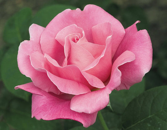 Rose 'Perfume Passion' Hybrid Tea (David Austin) - Ladybird Nursery