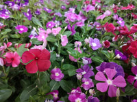 Periwinkle Mix (Vinca spp.) - Ladybird Nursery