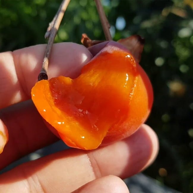 Persimmon 'Dai Dai Maru' (Astringent) - Ladybird Nursery