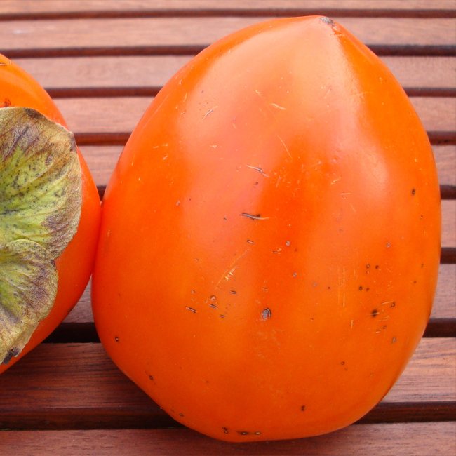Persimmon 'Dai Dai Maru' (Astringent) - Ladybird Nursery