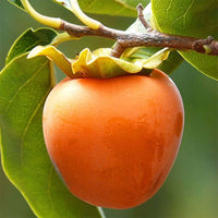 Persimmon Hachiya astringent