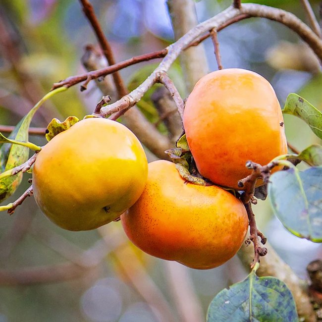 Persimmon 'Isahaya' (Non Astringent) - Ladybird Nursery