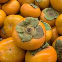 Persimmon 'Isahaya' (Non Astringent) - Ladybird Nursery